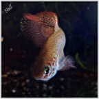 Nematolebias papilliferus Inoa - Neli Martin