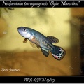 Neofundulus Paraguayensis Ogun Marcelino ARG GJKM 13 03 - Iban Jimeno