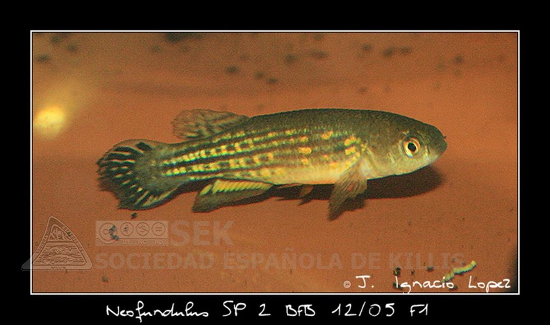 Neofundulus_SP_2_BFB_12_05_-_Jose_Ignacio_Lopez.jpg