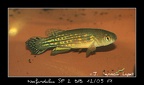Neofundulus SP 2 BFB 12 05 - Jose Ignacio Lopez