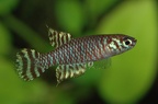 Notholebias minimus FCV 03-07 Seropedica - Frans Vermeulen