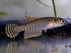 Notholebias minimus FCV 03-07 Seropedica - Roberto Arbolea