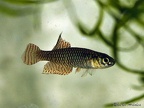 Notholebias minimus FCV 03-07 Seropedica - Roberto Arbolea   