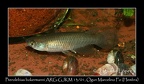 Pterolebias Bolermanni ARG GJKM 13 01 Ogun Marcelino - Jose Ignacio Lopez 