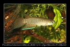 Pterolebias Bolermanni ARG GJKM 13 01 Ogun Marcelino - Jose Ignacio Lopez  
