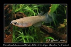Pterolebias Bolermanni ARG GJKM 13 01 Ogun Marcelino - Jose Ignacio Lopez   