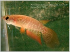 Pterolebias bokermanni KCA 31-08 Tacuarendi - Luciano Perez