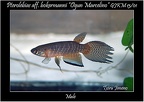 Pterolebias bokermanni Ogun Marcelino - Iban Jimeno 