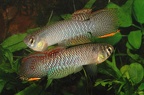 Rachovia maculipinnis Frans Vermeulen
