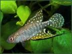 Simponichthys ghisolfii - Hristo Hristov