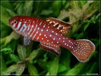 Simpsonichthys boitonei - Hristo Hristov