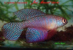 Simpsonichthys carlettoi Guanambi - Jose Manuel Gonzalez Perez