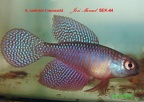 Simpsonichthys carlettoi Guanambi - Jose Manuel Gonzalez Perez  