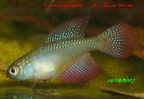 Simpsonichthys carlettoi Guanambi - Jose Manuel Gonzalez Perez   