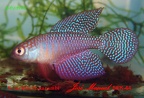Simpsonichthys carlettoi Guanambi - Jose Manuel Gonzalez Perez     