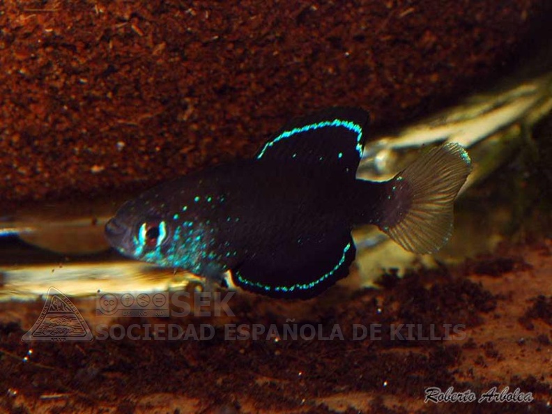 Simpsonichthys costai Rio Cana Brava - Roberto Arbolea 
