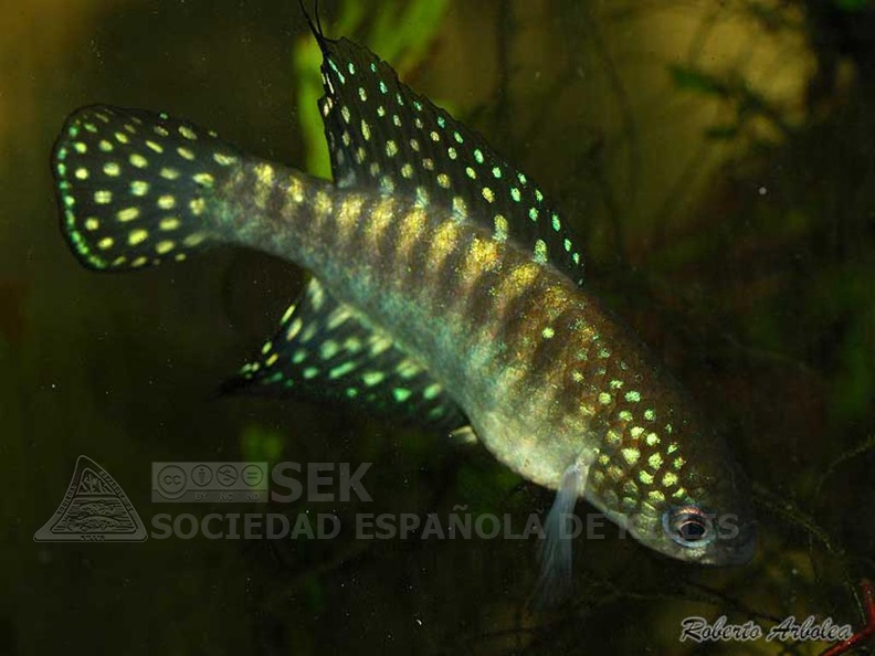 Simpsonichthys gibberatus TT NP 03-07 - Roberto Arbolea
