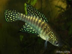 Simpsonichthys gibberatus TT NP 03-07 - Roberto Arbolea
