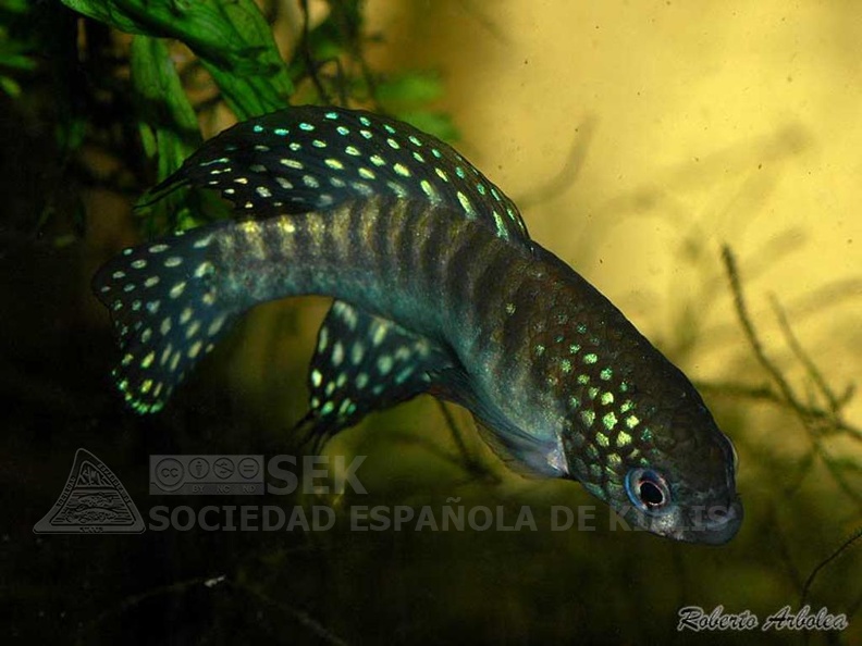 Simpsonichthys gibberatus TT NP 03-07 - Roberto Arbolea  