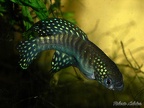 Simpsonichthys gibberatus TT NP 03-07 - Roberto Arbolea  