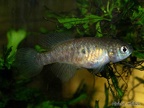 Simpsonichthys gibberatus TT NP 03-07 - Roberto Arbolea   