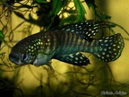 Simpsonichthys gibberatus TT NP 03-07 - Roberto Arbolea    