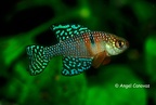 Simpsonichthys magnificus - Angel Canovas