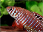 Simpsonichthys santanae - Hristo Hristov 