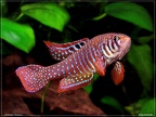 Simpsonichthys santanae - Hristo Hristov  