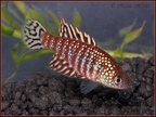 Simpsonichthys sp- urucuia - Hristo Hristov