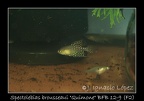 Spectrolebias Brousseaui Quimone BFB 12 9 - Jose Ignacio Lopez
