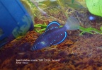Spectrolebias Costai BAF 13 04 Aruana - Amer Faour