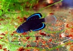 Spectrolebias Costai Sao Miguel Araguaia RR 03 08 - Amer Faour