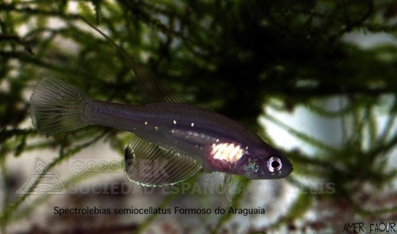 Spectrolebias_Semiocellatus_Formoso_do_Araguaia_-_Amer_Faour.jpg