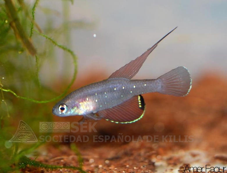 Spectrolebias Semiocellatus Formoso do Araguaia - Amer Faour 