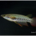 Aplocheilus lineatus INF 08/2 Bogmalo Beach - Luciano Pérez