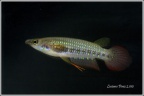 Aplocheilus lineatus INF 08/2 Bogmalo Beach - Luciano Pérez