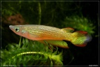 Aplocheilus lineatus gold - Hristo Hristov