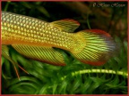 Aplocheilus lineatus gold - Hristo Hristov   