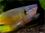 Aplocheilus lineatus gold - Hristo Hristov    