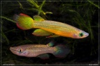 Aplocheilus lineatus gold - Hristo Hristov     