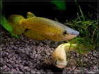 Aplocheilus lineatus gold - Hristo Hristov      