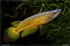 Aplocheilus lineatus gold - Hristo Hristov       