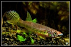 Epiplatys hubery "Mandilou" - Jose Vidarte Garcia 