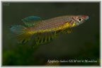 Epiplatys huberi GEM 06/6 Mandilou - Neli Martín 