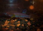Epiplatys ansorgii GJS 00/02 Massana - Laia Peruga Abad