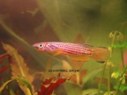 Epiplatys ansorgii GJS 00/02 Massana - Luciano Pérez 