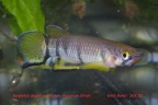 Epiplatys dageti monroviae - Emili Bonet Pons