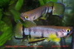 Epiplatys dageti monroviae - Emili Bonet Pons 