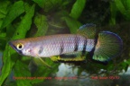 Epiplatys dageti monroviae - Emili Bonet Pons  